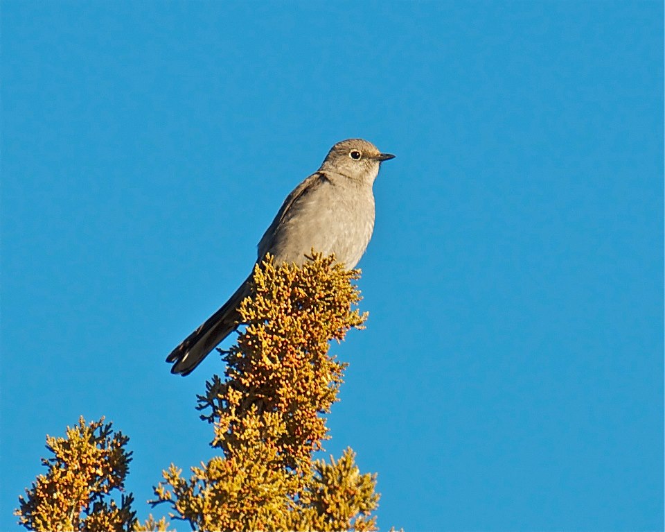 image of bird on a tree